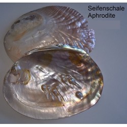 Seifenschale Muschel