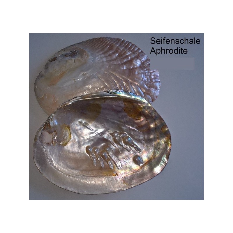 Seifenschale Muschel
