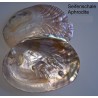 Seifenschale Muschel