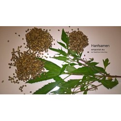 Hanfsamen vollständig 1kg
